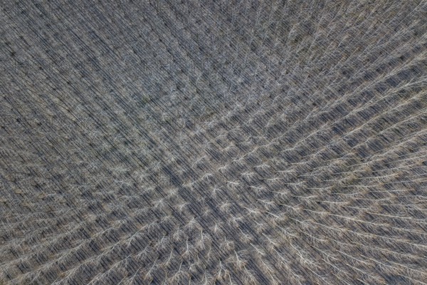 Poplar trees in row countryside Early Spring. Top View
