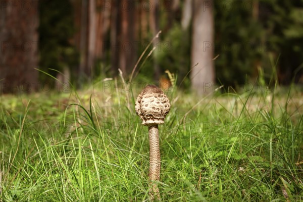 Parasol mushroom (Macrolepiota procera) in the forest Latvia