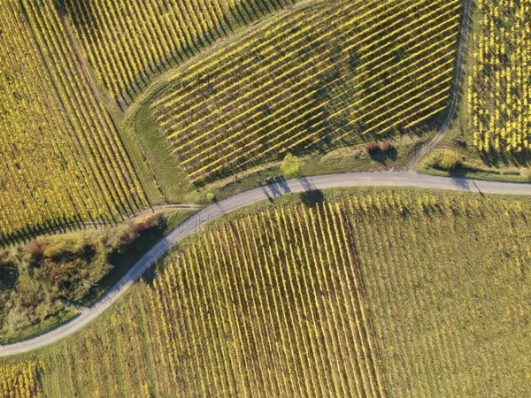 An image of a view over a vineyard at Alsace France in autumn light