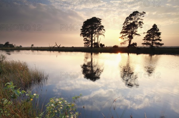 Gold summer sunset over wild lake