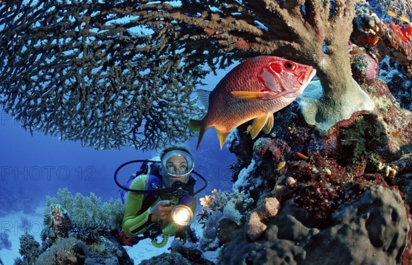 Diver observing big thorn hussar fish under table coral, Sargocentron spiniferum, Egypt, Sha'ab Mahlai, Red Sea