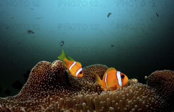 Two Red Sea Anemonefish, Amphiprion bicinctus, Djibouti, Djibouti, Africa, Afar Triangle, Gulf of Aden, Gulf of Tadjourah