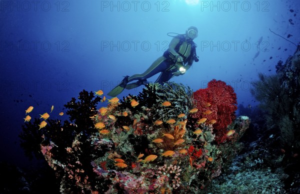 Diver at coral reef with bannerfish, Pseudanthias squamipinnis, Maldives, Indian Ocean, Meemu Atoll