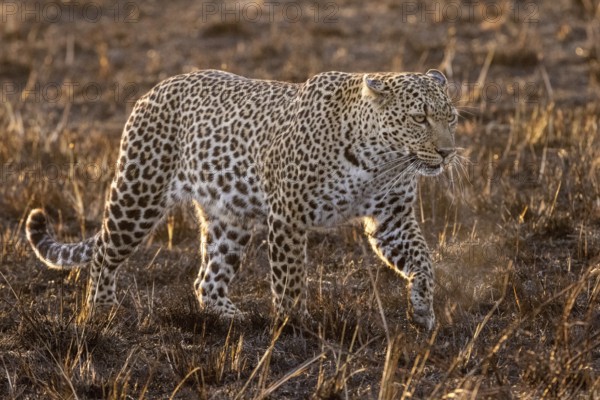 A leopard leading in the morning against the light at sunrise in the Masai Mara