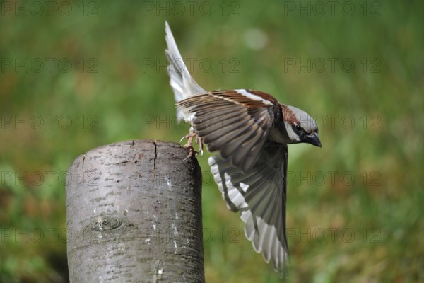 House Sparrow in departure. House sparrow in departure