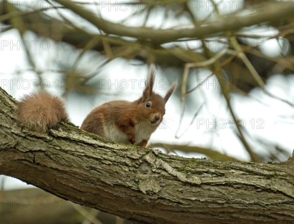 Endangered species Red Squirrel looking down from tree branch on Brownsea Island, Dorset