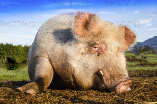 Photo shoot of a big pig taken while resting in a meadow