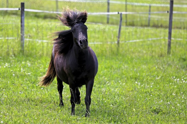 Beautiful dark bay horse in motion on green grassland at summer