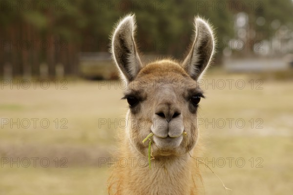 A funny looking llama with a blade of grass in its mouth