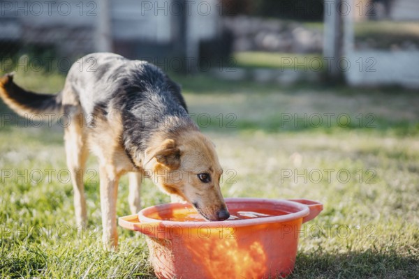 Dog drinking from an orange bucket on grass in a sunny outdoor area