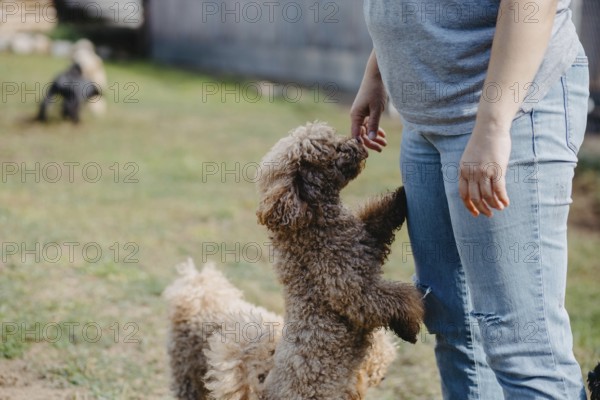 A poodle stands on its hind legs engaging with a person outdoors on a sunny day