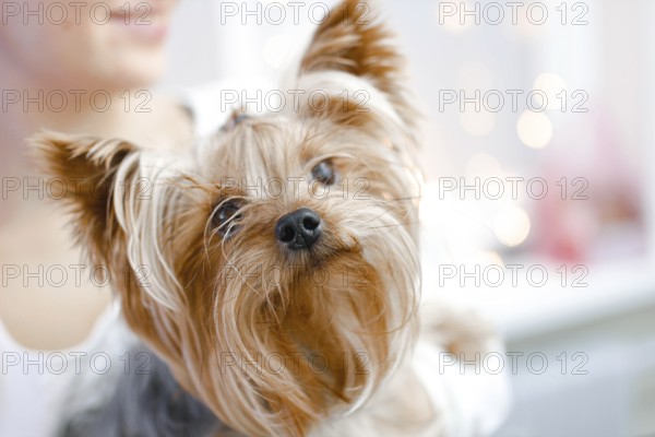 Yorkshire Terrier gently held with festive background lighting