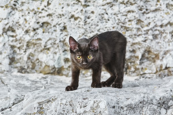 Little Black Kitten on the Stone in Desert Varna, Bulgaria
