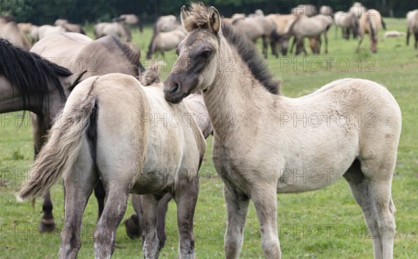 The Dülmen horses live wild near Dülmen, in the Merfelder Bruch nature reserve in North Rhine-Westphalia. The eel line on their backs is a typical feature of these wild horses. Wild live the Dülmen horses near Dülmen, in the nature reserve Merfelder Bruch, North Rhine-Westphalia. A characteristic feature of the wilds is the eel on the back