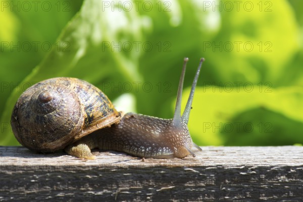 Single snail in the vegetable garden