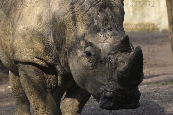 White rhinoceros