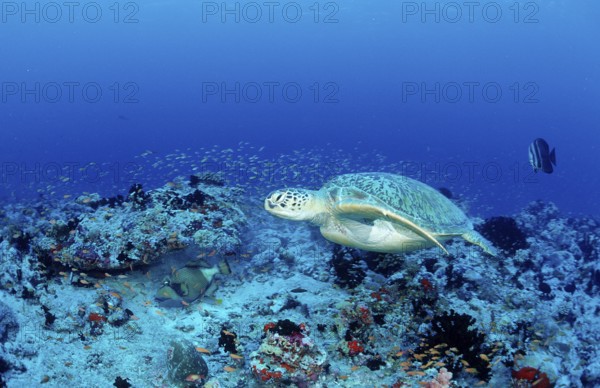 Green turtle, green turtle, Chelonia mydas, Maldives, Indian Ocean, Ari Atoll