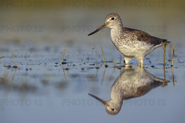 Common greenshank (Tringa nebularia) Chevalier aboyeur, Archibebe Claro, Offstein sewage ponds, Calera Y Chozas, Rhineland-Palatinate, Germany
