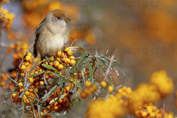 Blackcap (Sylvia atricapilla), Fauvette à tête noire, Curruca Capirotada, Branch, branch, Ormoz area, Ormoz, Podravska, Slovenia