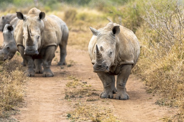 White rhinoceros or square-lipped rhinoceros is the largest extant species of rhinoceros. South Africa and Swaziland