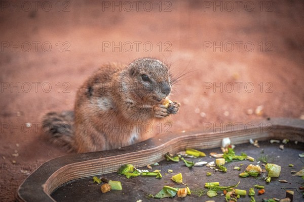 A ground squirrel (Xerinae) nibbles vegetables on a tray in a natural environment, Erfurt, Thuringia, Germany