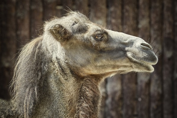 Portrait of Camel against the Dark Background Varna, Bulgaria