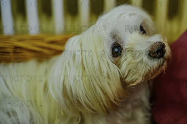 Close-up of an attentive white dog with long fur in a basket, Maltese