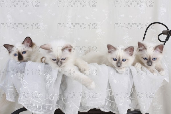 SACRED BIRMAN CAT, SACRED CAT OF BIRMA, BIRMAN CAT, LITTER, KITTEN, LITTER, SEAL-POINT, BLUE-POINT