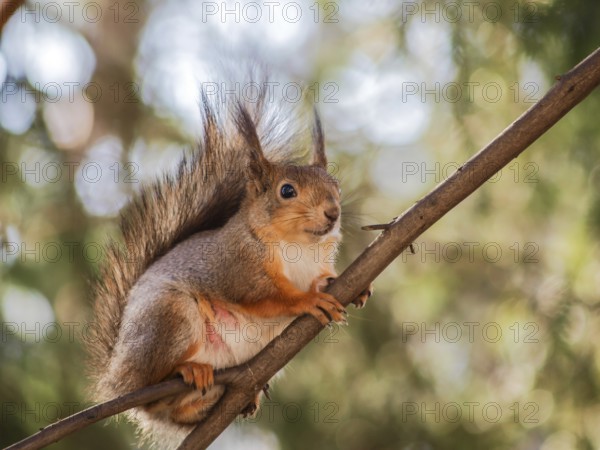 Squirrel sitting curiously on a branch up in a tree in a forest