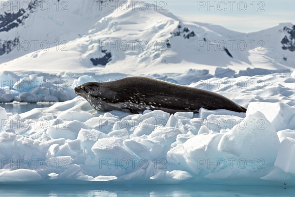 Seal lying quietly on a block of ice in front of snow-covered mountains in an Arctic environment, Weddell seal (Leptonychotes weddellii) on an ice floe in the Antarctic