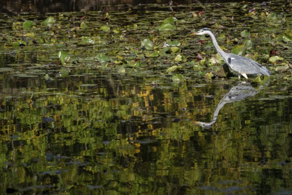 Grey Heron wading through a lake looking for fish by the lily pads