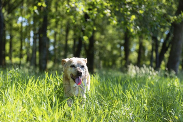 Old brown dog in nature grass