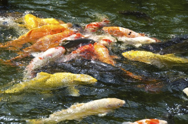 Japanese koi swimming in water and fighting for food, Japan