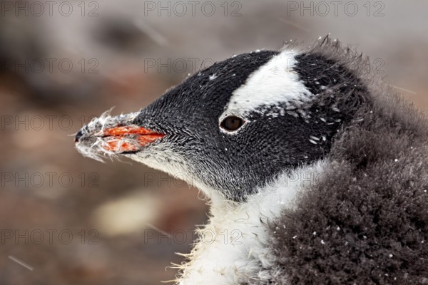 Close-up of a penguin head with snow-covered fur in a natural environment, gentoo penguin (Pygoscelis papua) in the Antarctic