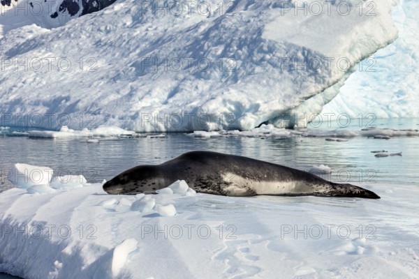 Seal on a snow-covered surface surrounded by frozen water, leopard seal (Hydrurga leptonyx) on an ice floe in the Antarctic