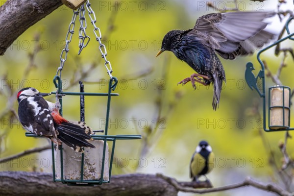 Feeding birds
