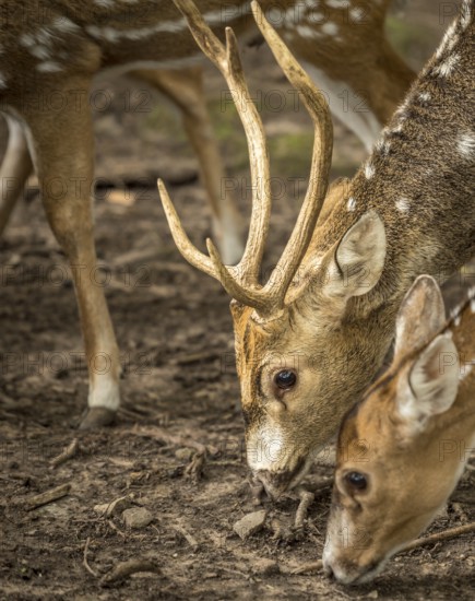 Close up with the head and antlers of a spotted deer buck, while it was searching for food on the ground