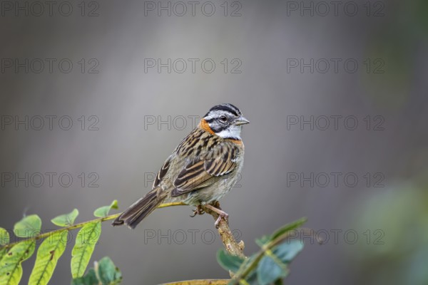 Close-up of a Rufous-collared sparrow perched on a branch against defocused background, Serra da Mantiqueira, Atlantic Forest, Itatiaia, Brazil