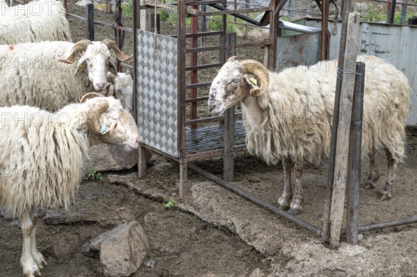 Sheep waiting to be milked in a closure of their summer transhumance on the alps of the Vallon de Magnabaigt, Ossau valley, Pyrenees National Park, Bearn, Pyrenees-Atlantiques, Nouvelle-Aquitaine, France