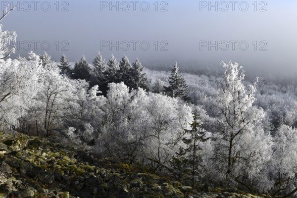 View from the summit ridge of the Mörschieder Burr in the Hunsrück-Hochwald National Park with rocks and hoarfrost on the trees on a sunny day with fog in the valley, Rhineland-Palatinate, Germany