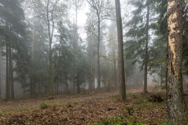 Forest in light mist with pines, deciduous trees and firs. Ground overgrown with moss and ferns