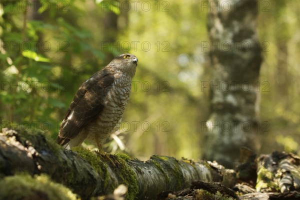 Sparrowhawk on its perch