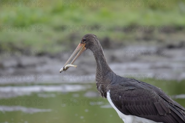 Young black stork with prey