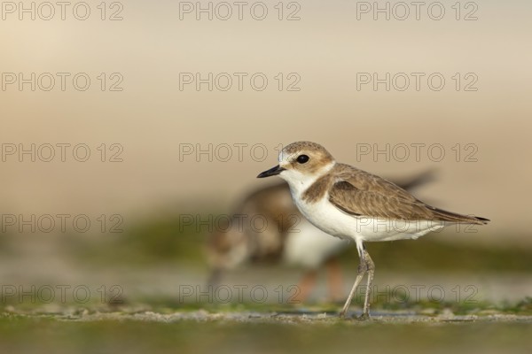 Animals, birds, plover, Kentish plover, (Charadrius alexandrinus), biotope, habitat, foraging, Barr Al Hikman, Shannah, Ash Sharqiyah South, Oman