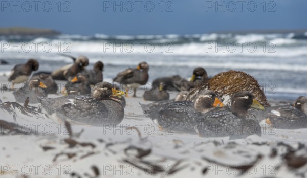 Falkland Steamer Duck, steamer ducks, duck birds, colony, winter, ice, snow, Antarctica, group, resting, (Tachyeres brachypterus) on Sea Lion Island, Falkland Islands