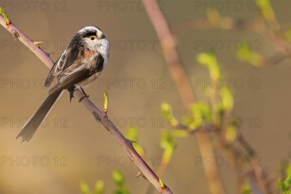 Long-tailed Tit, (Aegithalos caudatus), songbird, animals, birds, family of tits, Nahe valley, Rhineland-Palatinate, Federal Republic of Germany