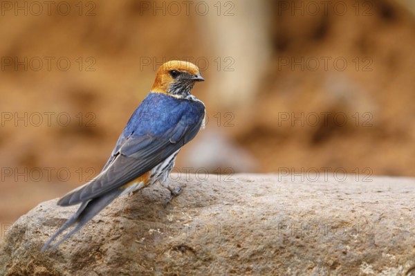 Maiden Swallow, (Cecropis abyssinica), (Hirundo abyssinica), family of swallows, biotope, habitat, Mkuze Game Reserve, Mkuze, KwaZulu-Natal, South Africa