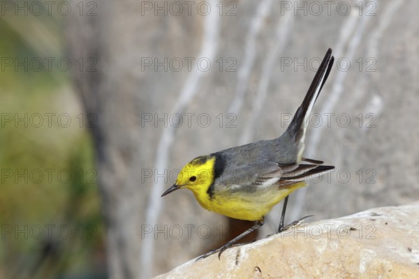 Citrine wagtail, (Motacilla citreola), foraging in a biotope, Middle East, Oman, songbird, family of stilts and pipits, Raysut, Salalah, Dhofar, Oman