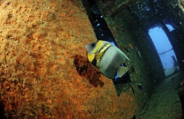 Cortez angelfish in a shipwreck, Pomacanthus zonipectus, Mexico, Sea of Cortez, Lower California, La Paz