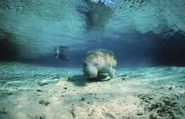 Round-tailed manatee, Trichechus manatus latirostris, USA, Florida, FL, Crystal River